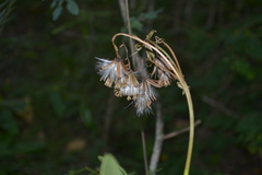 Kleinia grandiflora
